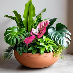 Sun Oct 11 Home for Houseplants 261011151